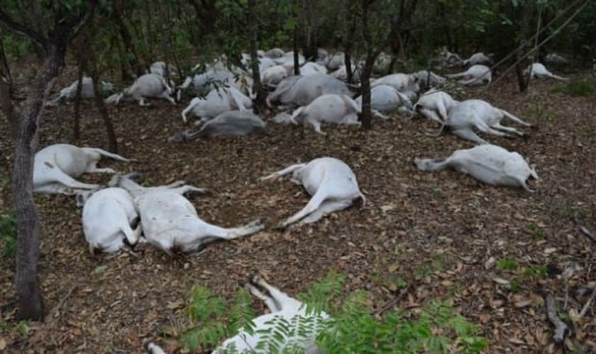 Raio mata 60 cabeças de gado em Paraíso do Tocantins