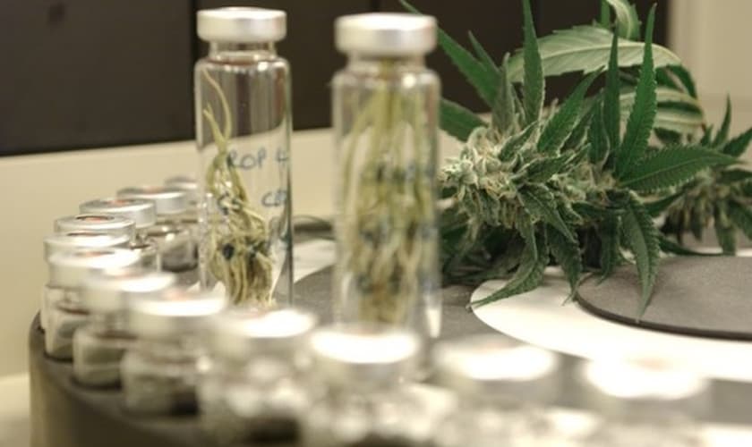 Canabidiol em pacientes com mal de Parkinson é eficaz, segundo estudo