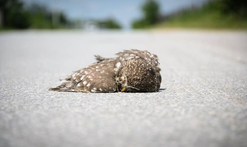 Algumas vezes esse pássaro morto está fora de nós! É circunstancial! Outras vezes está dentro de nós, e quando isso acontece a tareefa exige mais de nós. (Foto: Facebook)