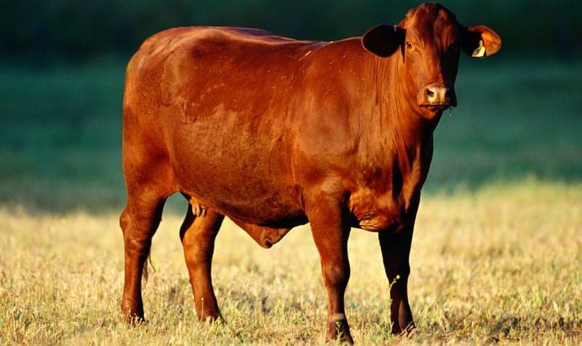 Vaca da raça red angus já foi apontada como fonte genética da novilha vermelha bíblica. (Foto: James Martin/Getty Images)