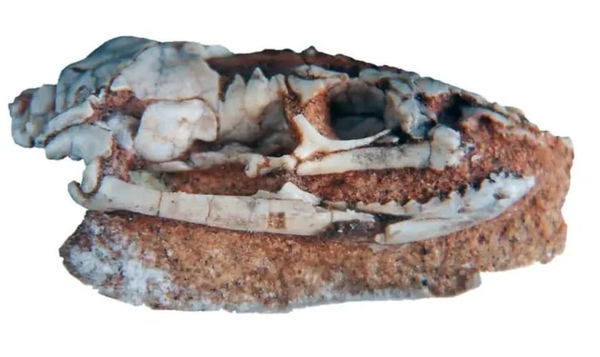 Descoberta de fóssil encravado em rocha. (Foto: Reprodução/JP)