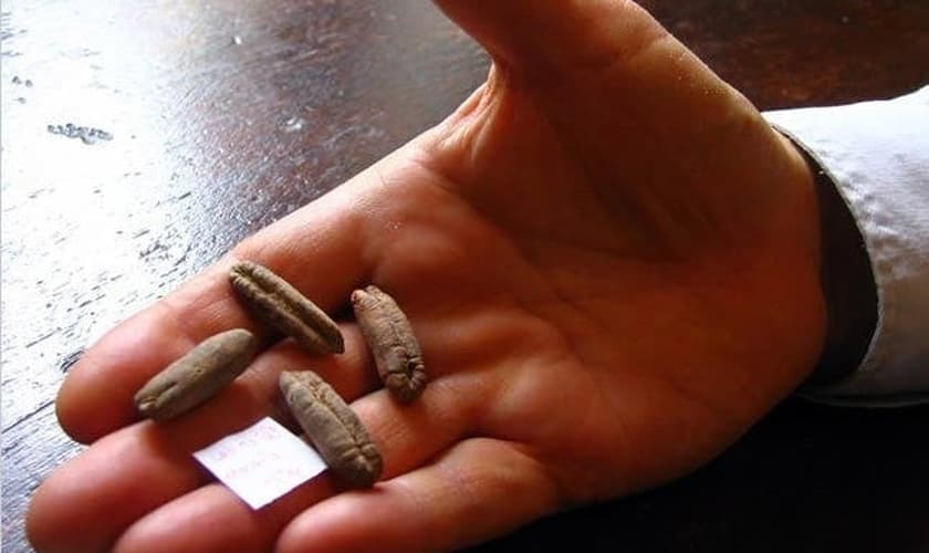 Sementes de tâmaras. (Foto: Guy Eisner/Science Magazine)