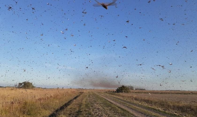 Nuvem de gafanhotos passou pela Argentina nos últimos dias. (Foto: Divulgação/Governo de Córdoba)