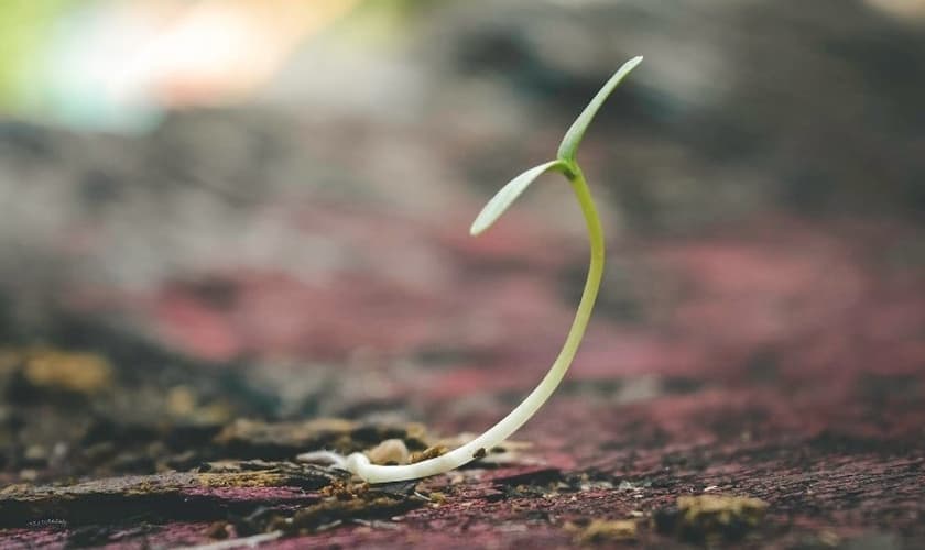 (Foto: Amo Família)