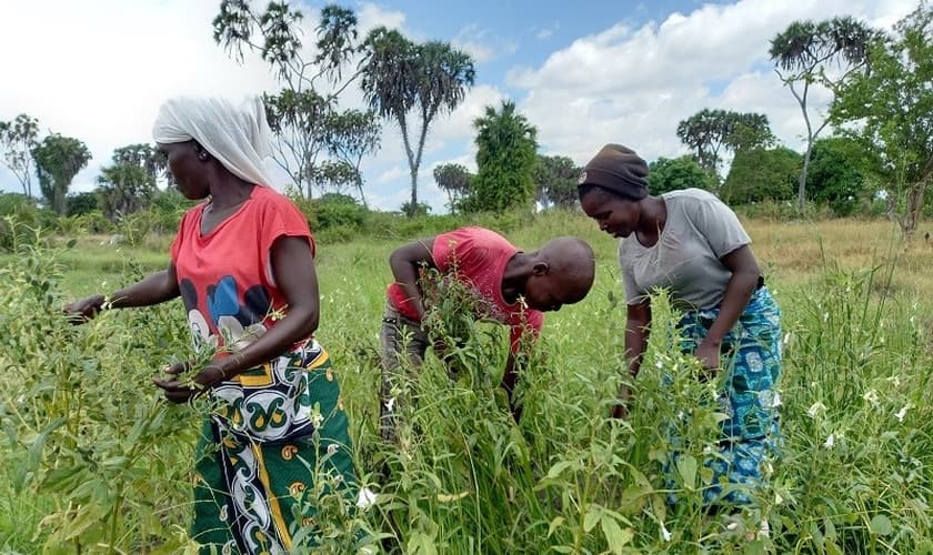 Mwanahamisi Guyato e seus filhos em sua plantação. (Foto: Reprodução / ICC)