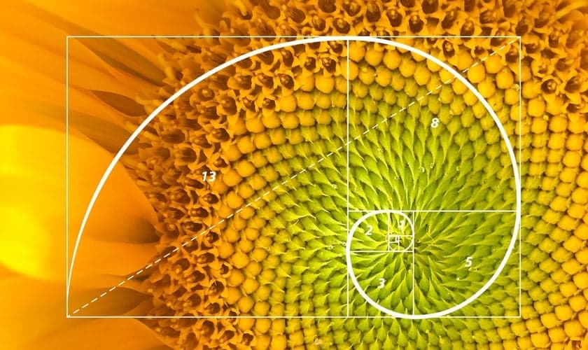 Girassol. (Pinterest)